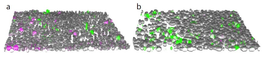 图23D重构HepG2手机图像