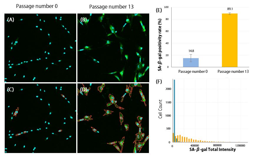 使用SA-Di-gal染色检测白细胞