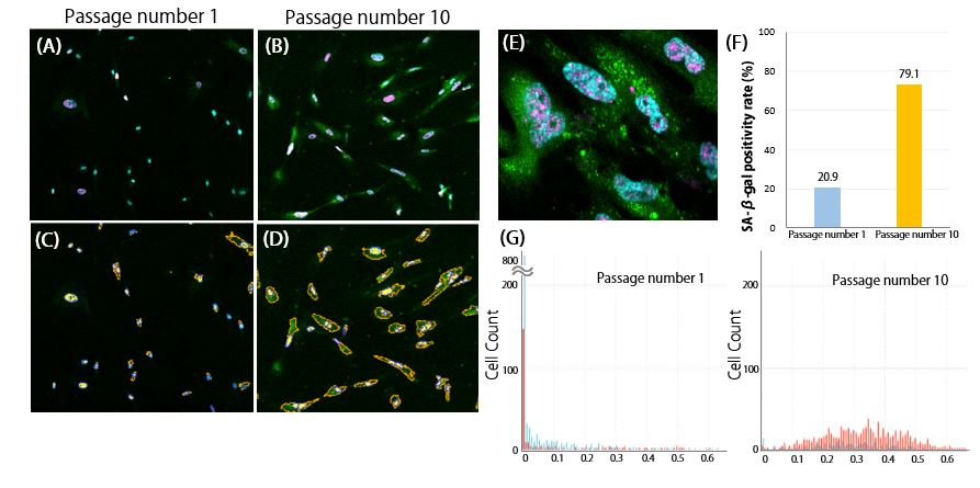 SA-BGL和QH2AX共存