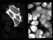PC12h细胞同值磷化新陈代谢和Ca2+